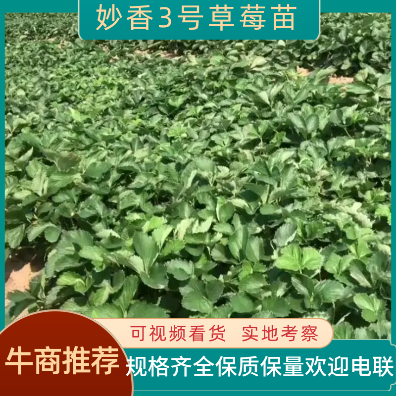 【精选】妙香3号草莓苗现挖现发一手货源欢迎咨询看货