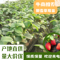 【实力牛商】安徽隋珠草莓苗（香野）草莓苗自家基地直发
