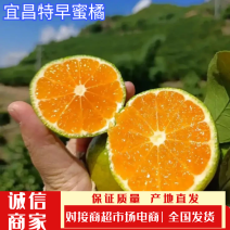 云南特早蜜桔皮薄化渣口感好，个头均匀颜色靓丽皮毛干净