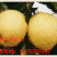 【热销】砀山酥梨大量上市皮薄脆甜产地直发欢迎订购