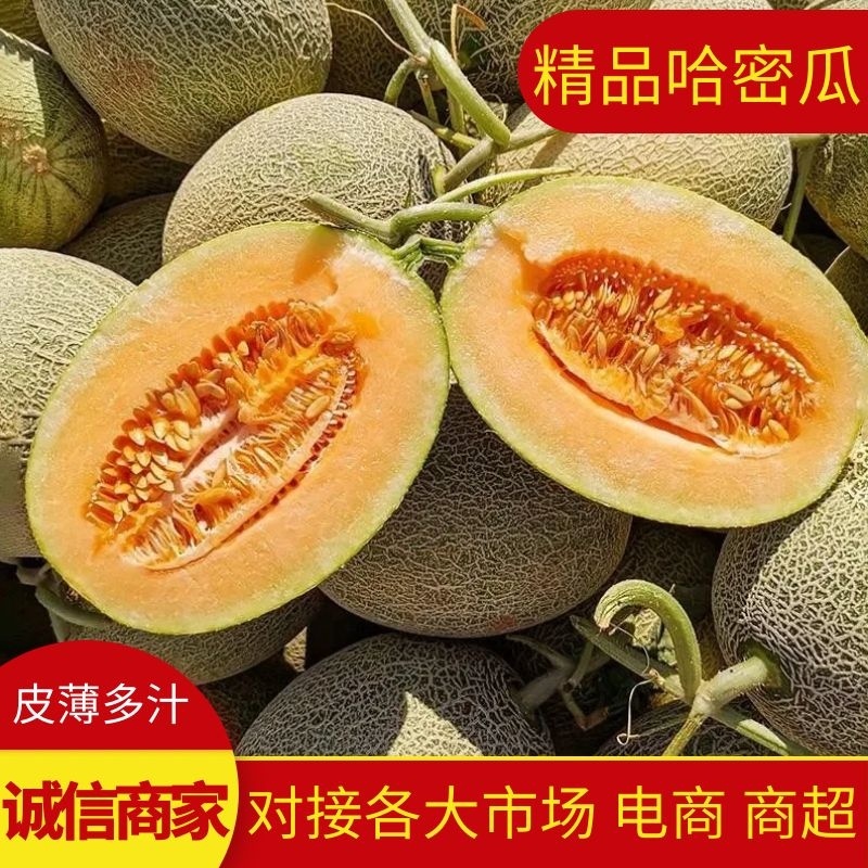 【精品】晓蜜25海南哈密瓜供应商超产地直发量大从优