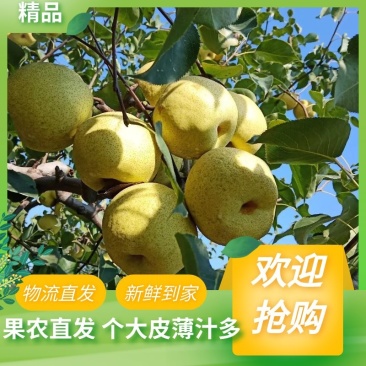 优质砀山酥梨大量上市诚信经营价格透明代发全国！
