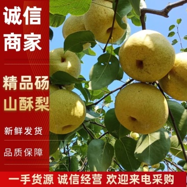 安徽优质砀山酥梨大量上市口感甘甜品质保证可远程看货！