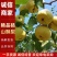 安徽优质砀山酥梨大量上市口感甘甜品质保证可远程看货！