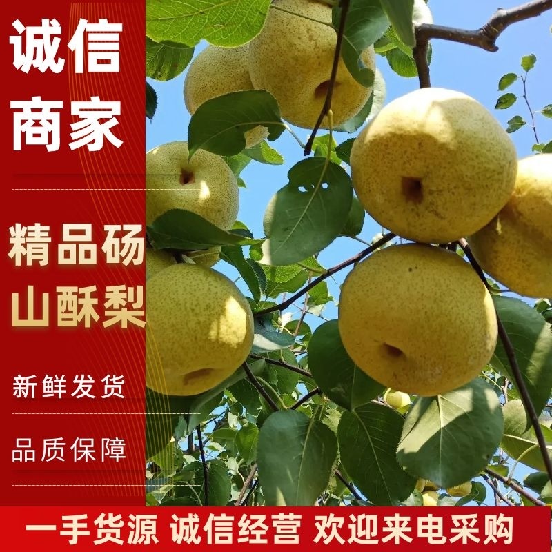 安徽优质砀山酥梨大量上市口感甘甜品质保证可远程看货！