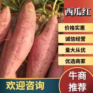 西瓜红红薯大量上市对接全国市场一手货源欢迎咨询