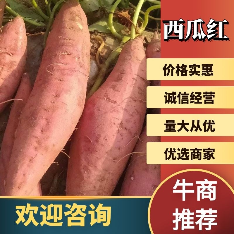 西瓜红红薯大量上市对接全国市场一手货源欢迎咨询