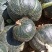 贝贝南瓜精品现货，产地内蒙，对接全国市场