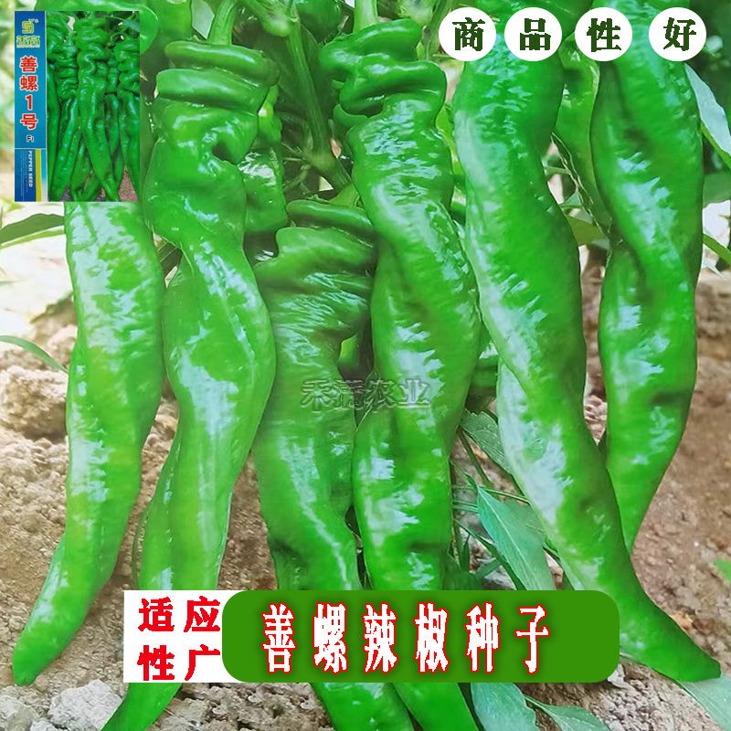 螺丝椒种子香辣早熟抗病薄皮尖椒超辣椒蔬菜籽螺丝椒种子