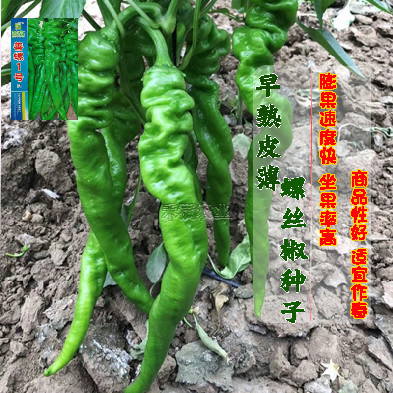 螺丝椒种子香辣早熟抗病薄皮尖椒超辣椒蔬菜籽螺丝椒种子