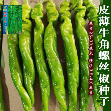 螺丝椒种子香辣早熟抗病薄皮尖椒超辣椒蔬菜籽螺丝椒种子