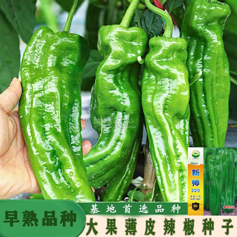 新帅309香辣皱皮辣椒种子皮薄质脆辣早熟辣椒种籽基地优品