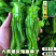 新帅309香辣皱皮辣椒种子皮薄质脆辣早熟辣椒种籽基地优品