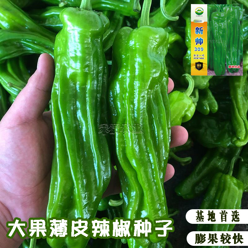 新帅309香辣皱皮辣椒种子皮薄质脆辣早熟辣椒种籽基地优品