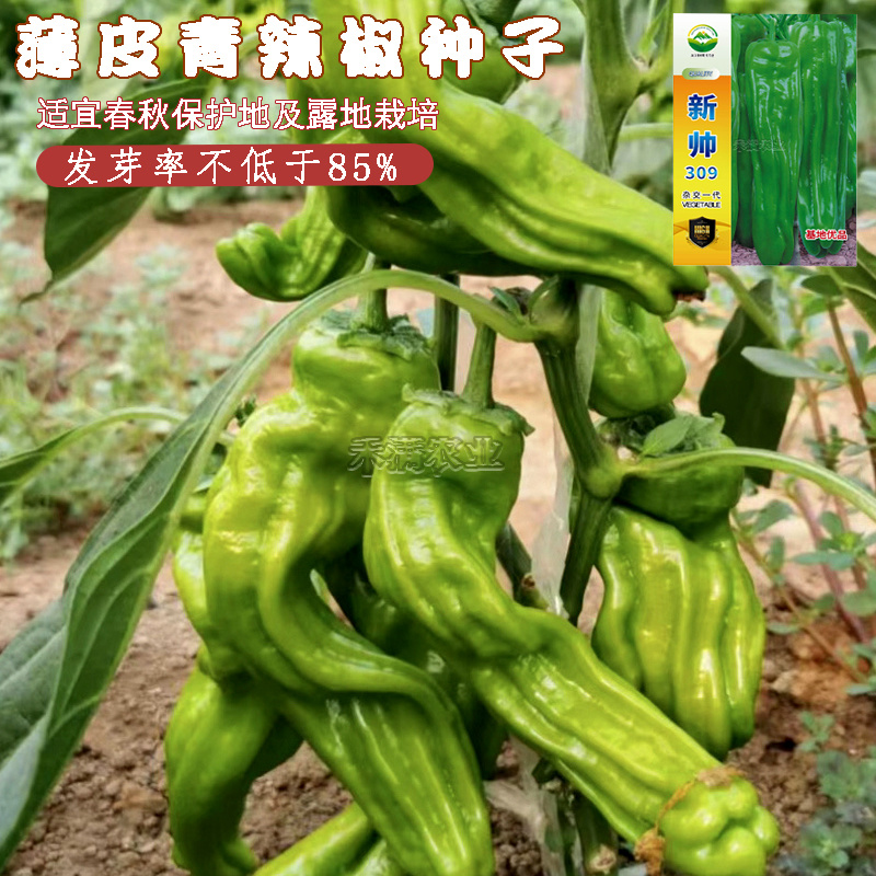新帅309香辣皱皮辣椒种子皮薄质脆辣早熟辣椒种籽基地优品