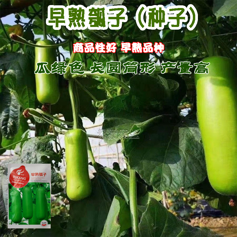 瓠瓜种子瓠子蔬菜种孑籽短蒲瓜爬蔓早熟耐寒春季菜瓠瓜种子