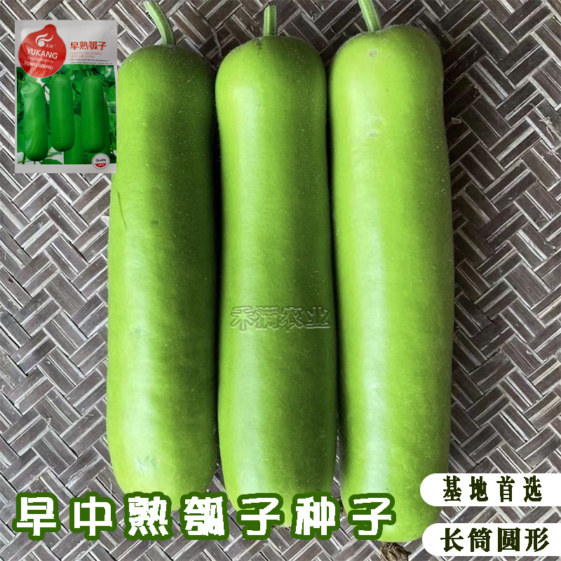 瓠瓜种子瓠子蔬菜种孑籽短蒲瓜爬蔓早熟耐寒春季菜瓠瓜种子