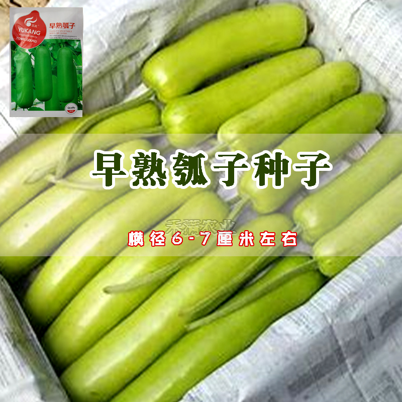 瓠瓜种子瓠子蔬菜种孑籽短蒲瓜爬蔓早熟耐寒春季菜瓠瓜种子