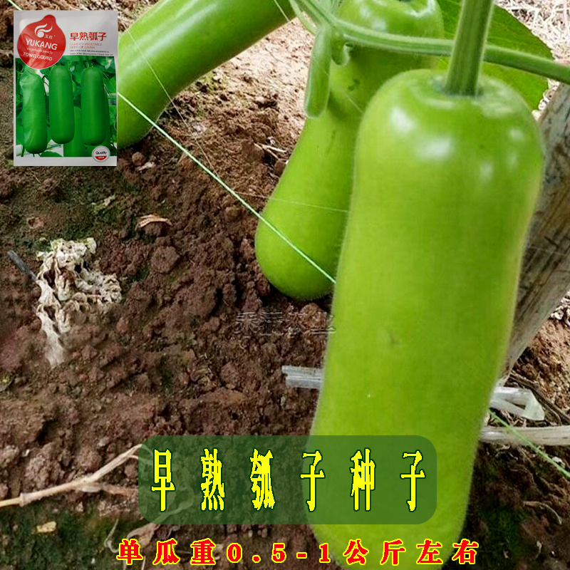 瓠瓜种子瓠子蔬菜种孑籽短蒲瓜爬蔓早熟耐寒春季菜瓠瓜种子