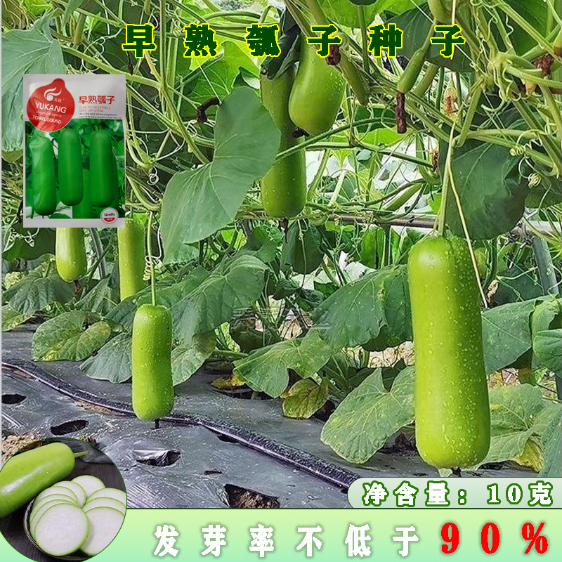 瓠瓜种子瓠子蔬菜种孑籽短蒲瓜爬蔓早熟耐寒春季菜瓠瓜种子