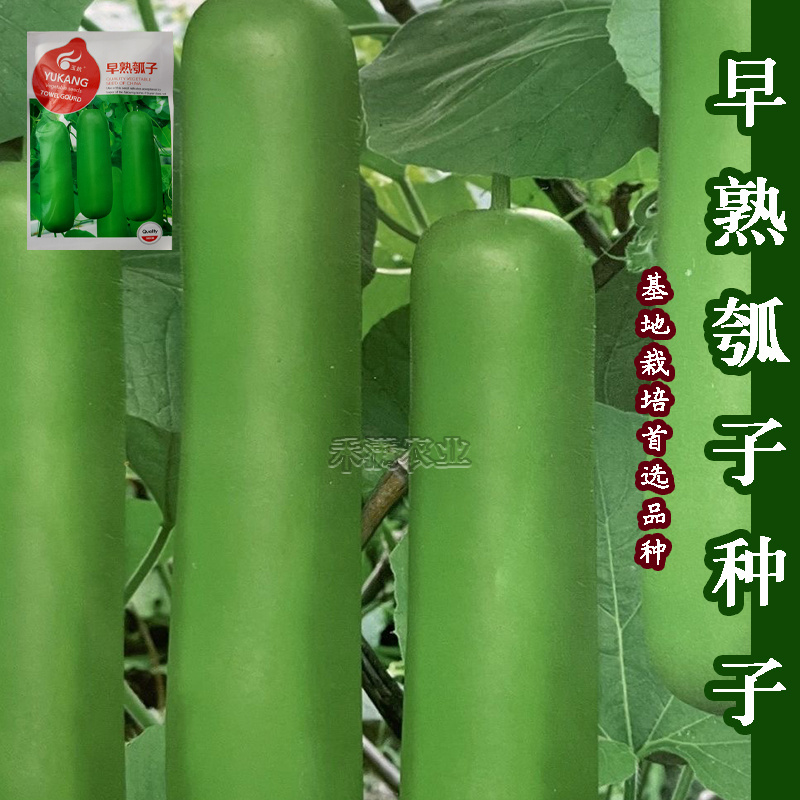 瓠瓜种子瓠子蔬菜种孑籽短蒲瓜爬蔓早熟耐寒春季菜瓠瓜种子