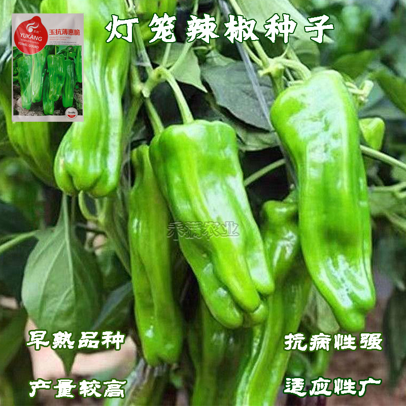 早熟辣椒种子薄皮大果泡椒种籽青椒皱皮虎皮辣椒种子