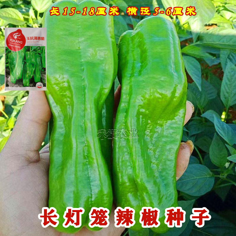 早熟辣椒种子薄皮大果泡椒种籽青椒皱皮虎皮辣椒种子