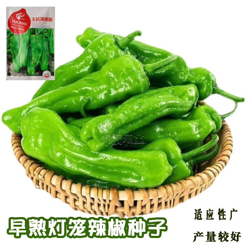 早熟辣椒种子薄皮大果泡椒种籽青椒皱皮虎皮辣椒种子