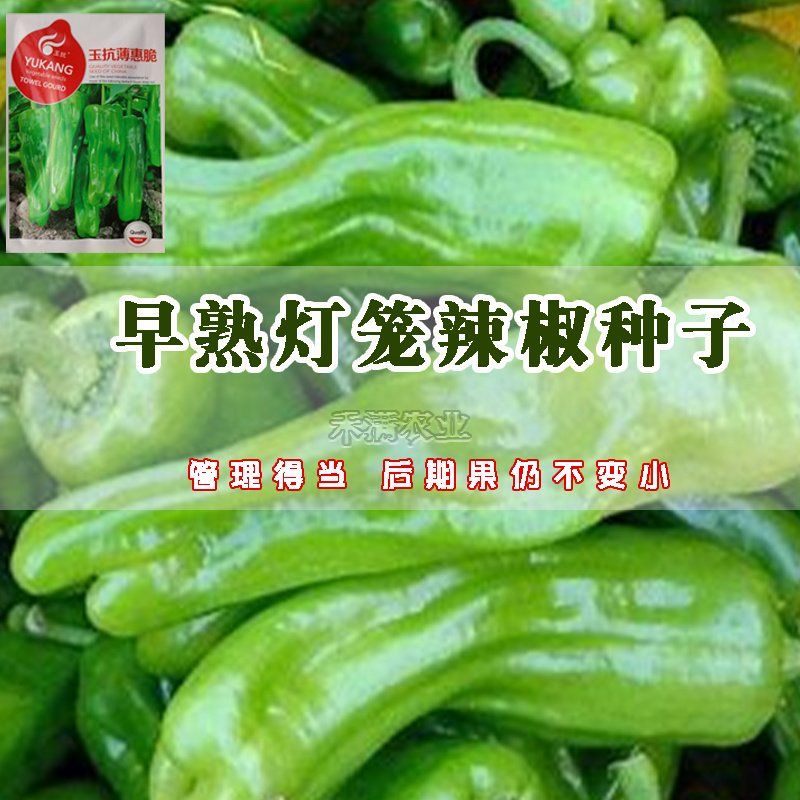 早熟辣椒种子薄皮大果泡椒种籽青椒皱皮虎皮辣椒种子