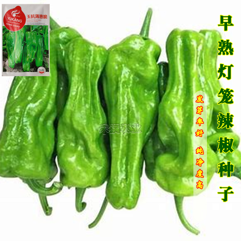 早熟辣椒种子薄皮大果泡椒种籽青椒皱皮虎皮辣椒种子