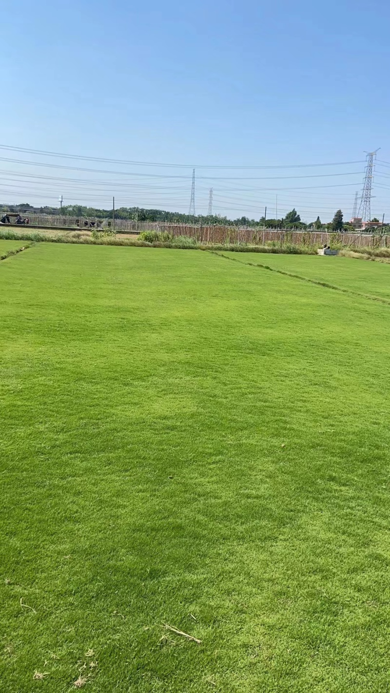 惠州马尼拉草坪产地知道质量保证可视频看货欢迎来电