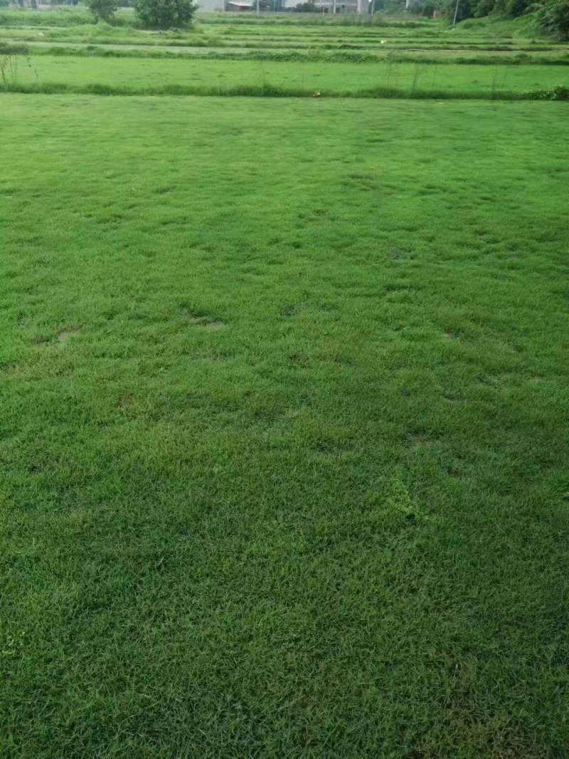惠州马尼拉草坪产地知道质量保证可视频看货欢迎来电