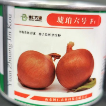 琥珀六号黄洋葱种子黄皮洋葱种子中晚熟圆葱种子进口100克