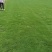惠州马尼拉草坪产地知道质量保证可视频看货欢迎来电