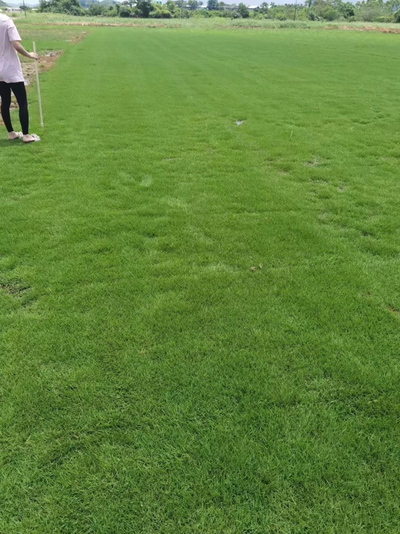惠州马尼拉草坪产地知道质量保证可视频看货欢迎来电