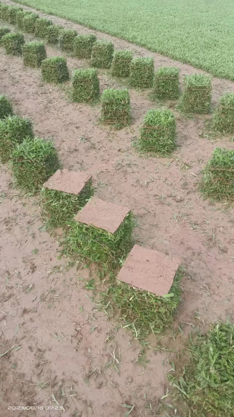 广东台湾草草块产地直供规格齐全欢迎来电咨询