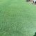 广东台湾草卷产地直供质量保证全国发货欢迎来电咨询