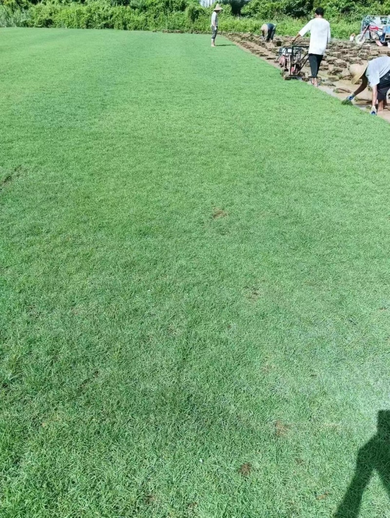 广东台湾草卷产地直供质量保证全国发货欢迎来电咨询