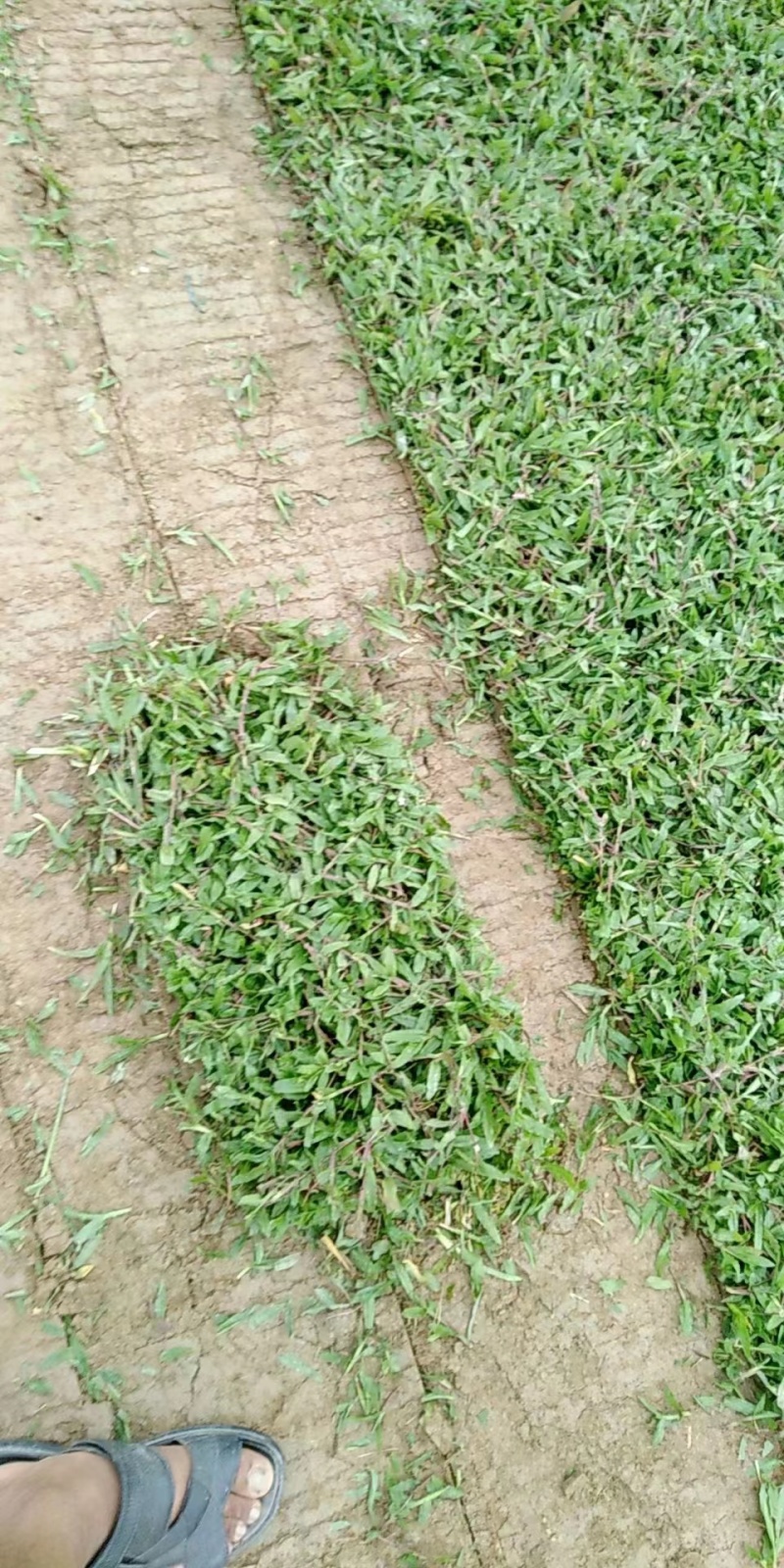 广东惠州大叶油草草块厂家直供质量保证欢迎来电咨询