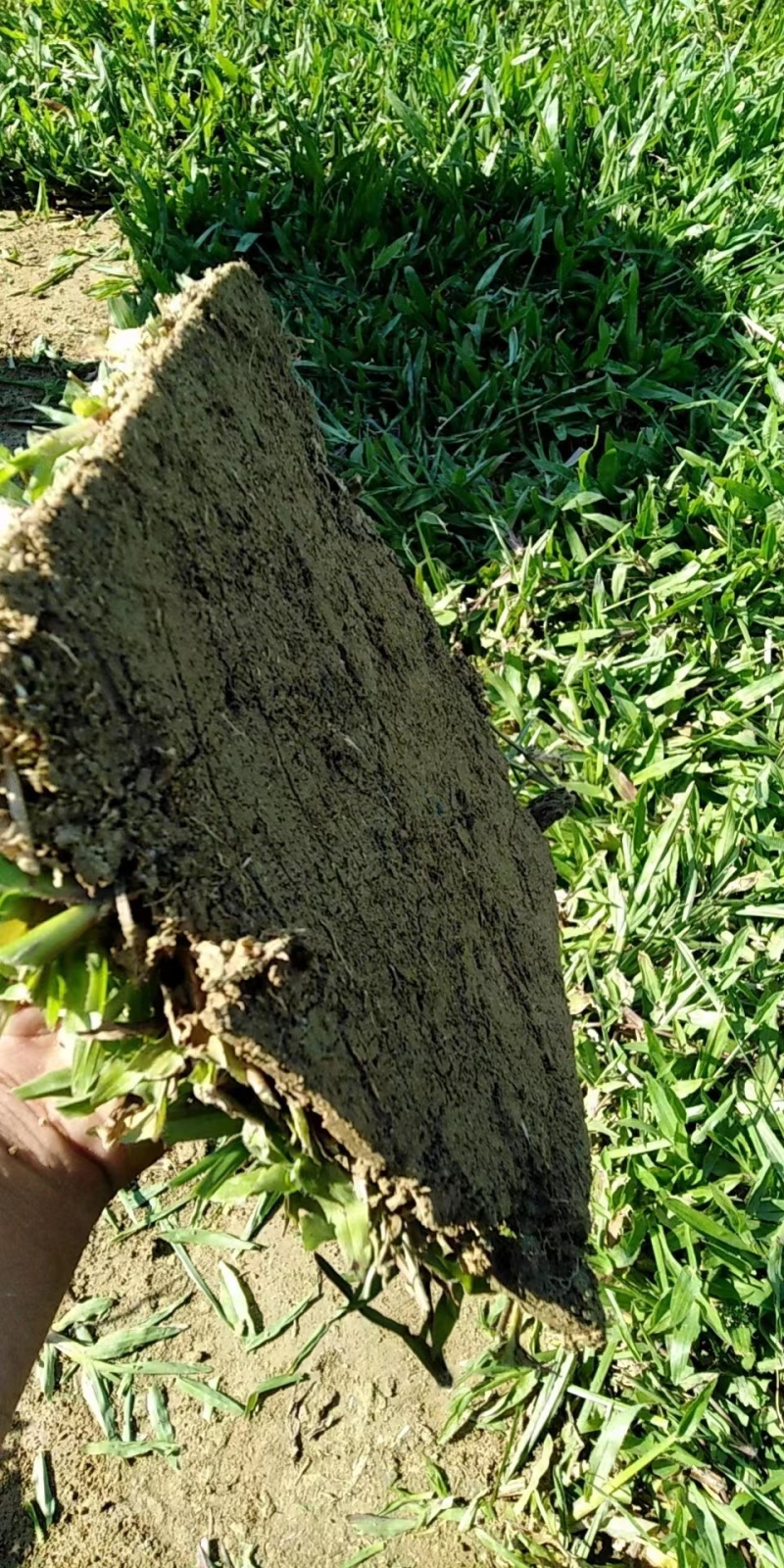 广东惠州大叶油草草块厂家直供质量保证欢迎来电咨询