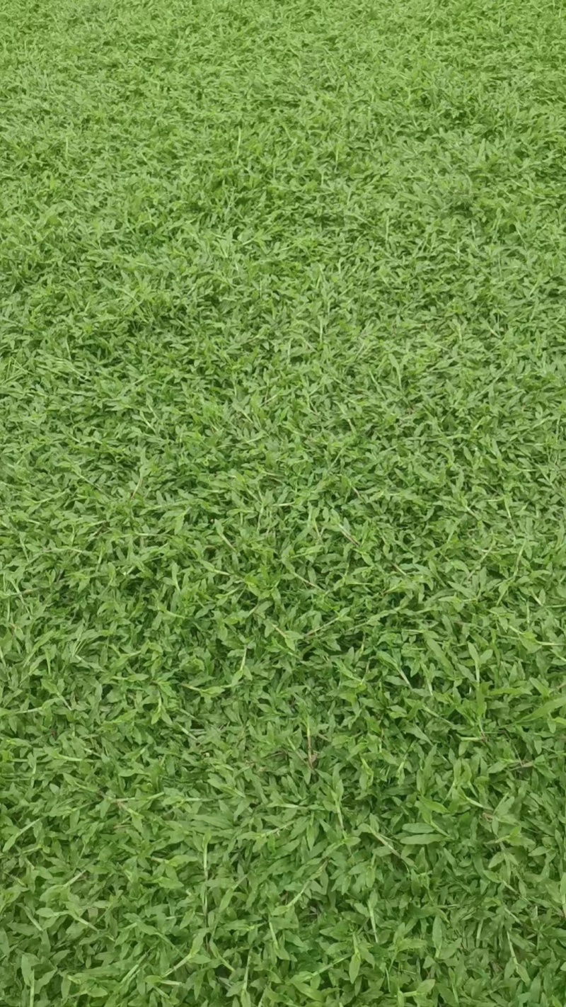 广东惠州大叶油草草块厂家直供质量保证欢迎来电咨询