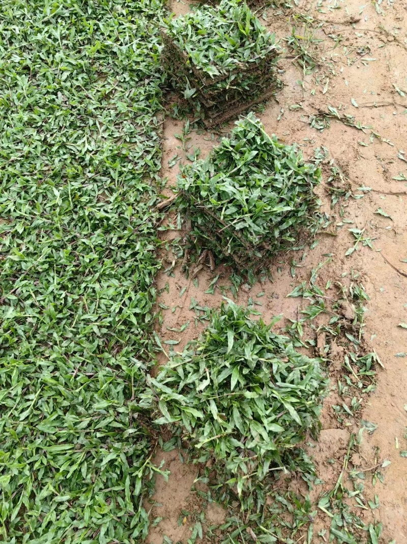 广东惠州大叶油草草块厂家直供质量保证欢迎来电咨询