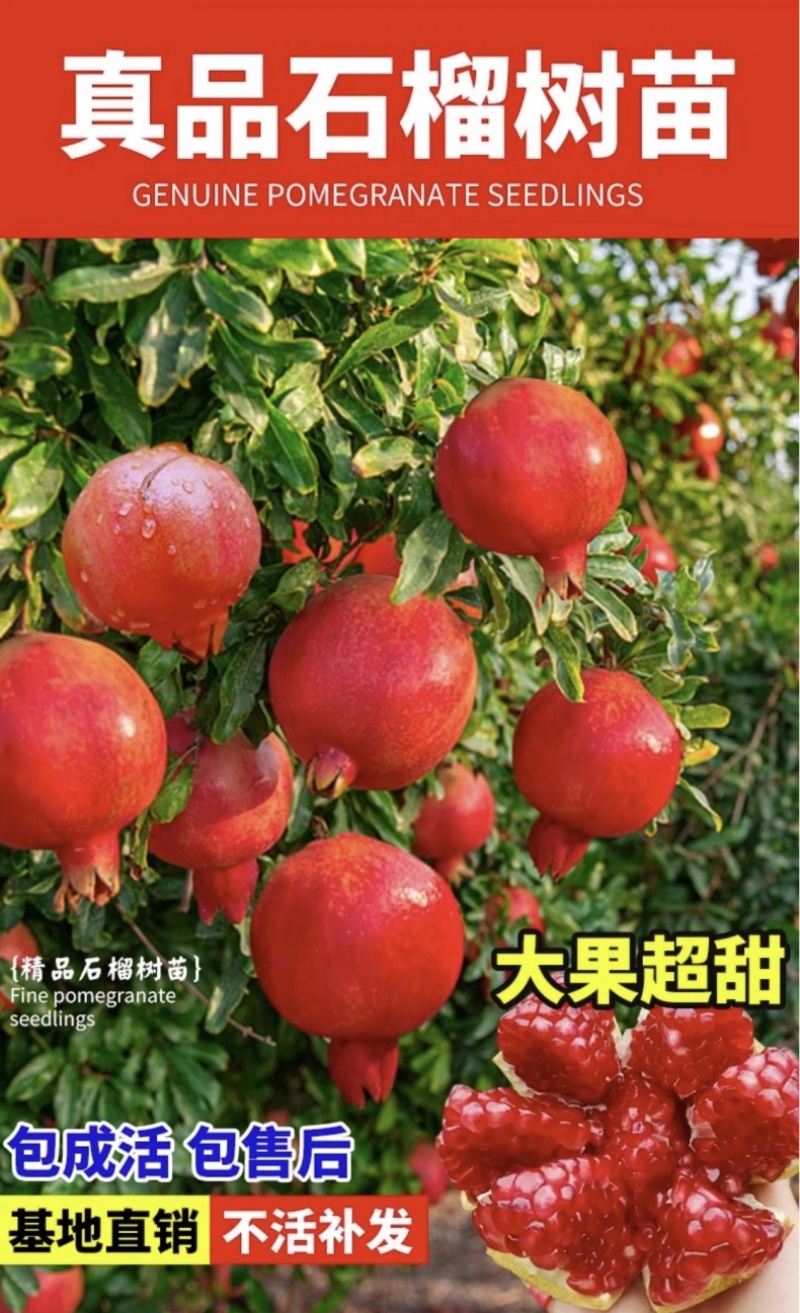 以色列黑籽石榴苗黑籽石榴树苗拒绝假苗基地发货