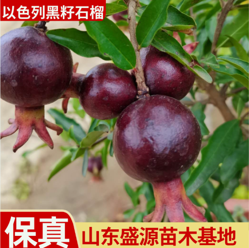以色列黑籽石榴苗黑籽石榴树苗拒绝假苗基地发货