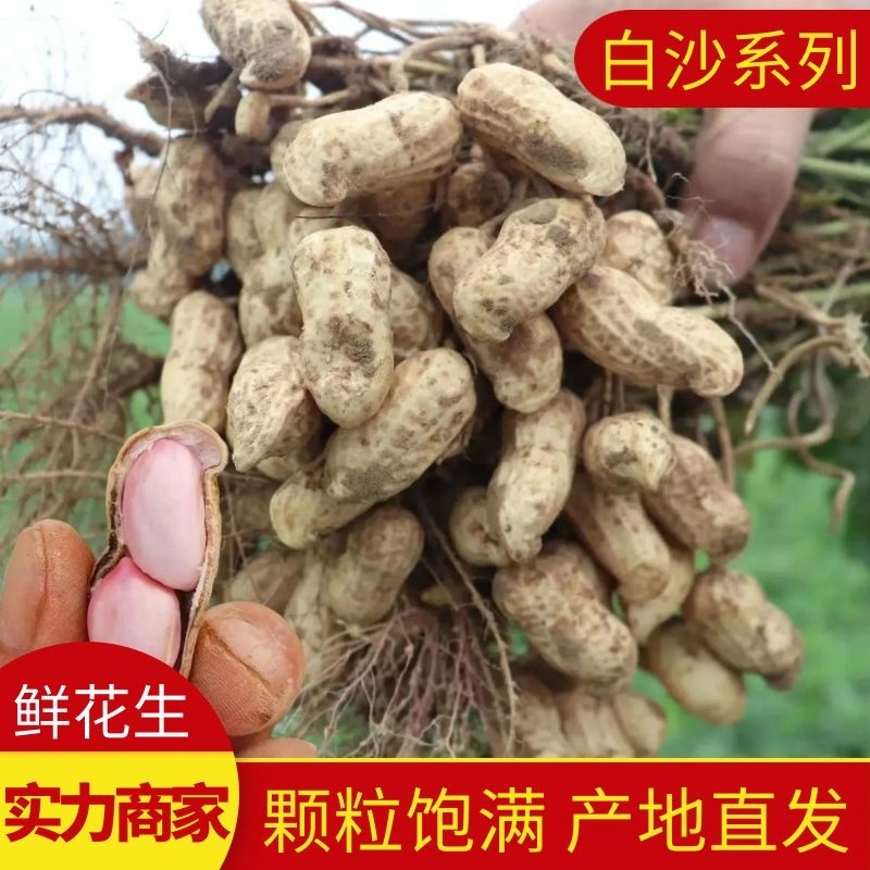 【白沙系列花生】精品鲜花生产地直供质优价廉欢迎咨询