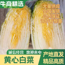 山东单县精品白菜，大量有货，诚信合作