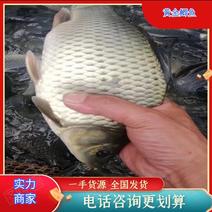 重庆鲫鱼质量保证基地批发价规格齐全现货直发对接全国