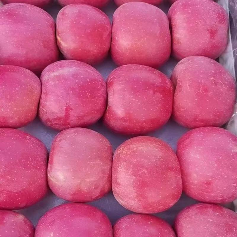 【实力】辽宁绥中富士苹果大量上市了个大皮毛亮颜色全红脆甜