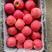 【实力】辽宁绥中富士苹果大量上市了个大皮毛亮颜色全红脆甜