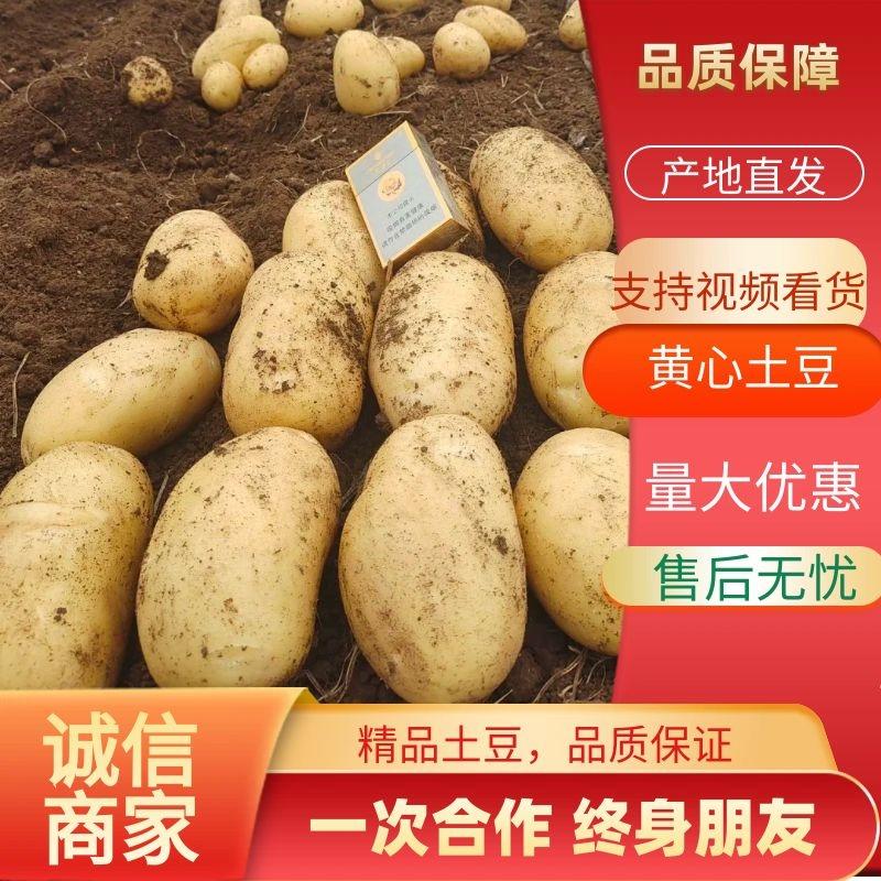 精品土豆-品质保障-V7品种齐全-新鲜现发-支持视频看货